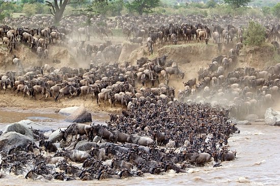 La Grande Migration
