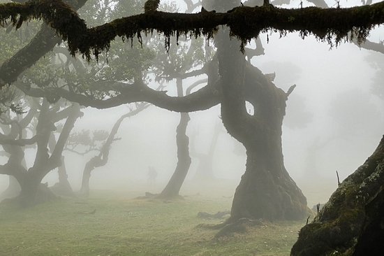 Forêt primaire de Fanal