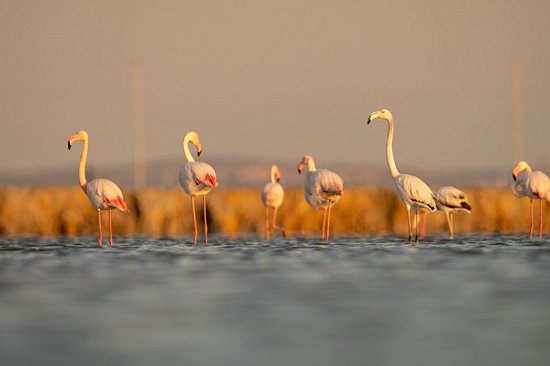 L'île aux Flamants Roses