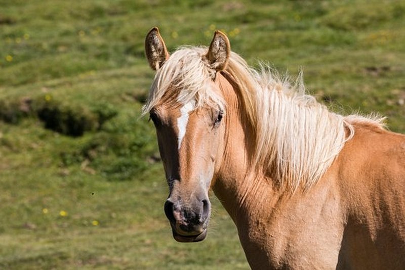 Découvrir l'Andorre à cheval