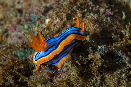 Unawatuna