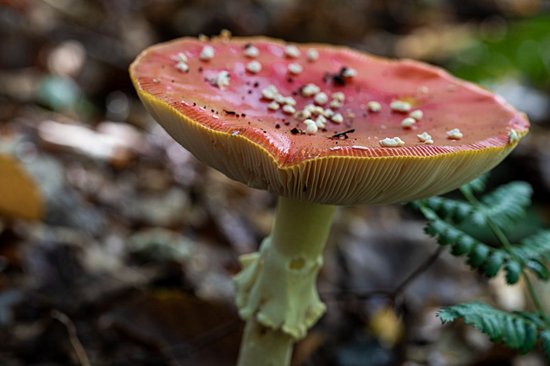 Parc national de la Haute Campine