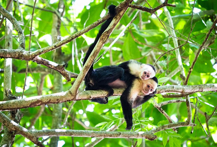 Le Parque Nacional Tortuguero 4