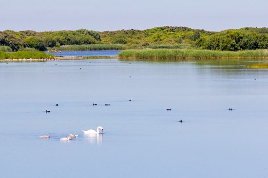 Parc du Marquenterre