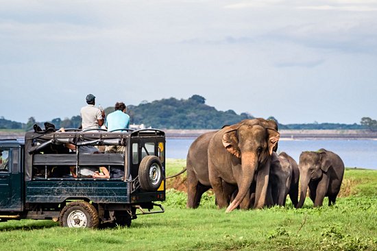 Parc national de Minneriya