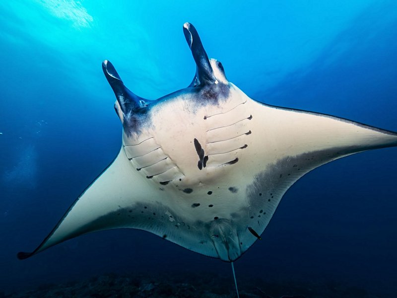 Faire de la plongée à Manta Point