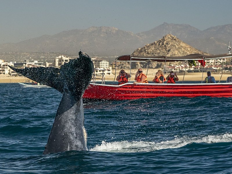 Cabo San Lucas