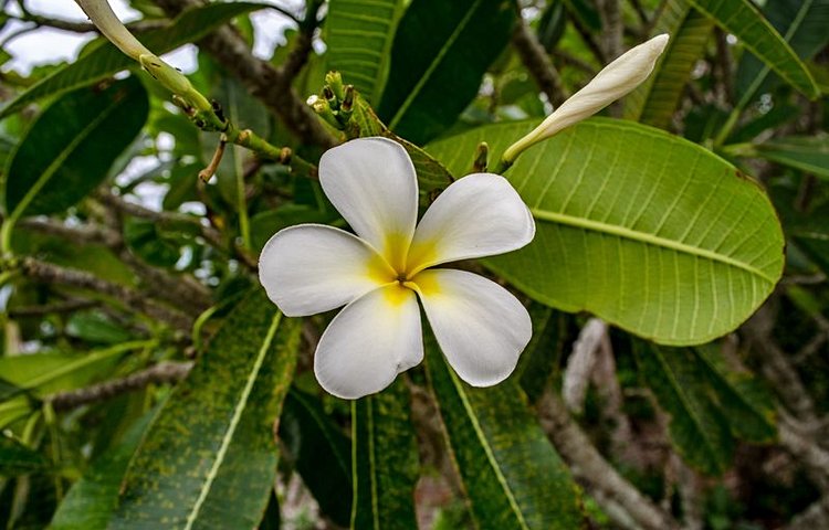 La fleur de frangipanier
