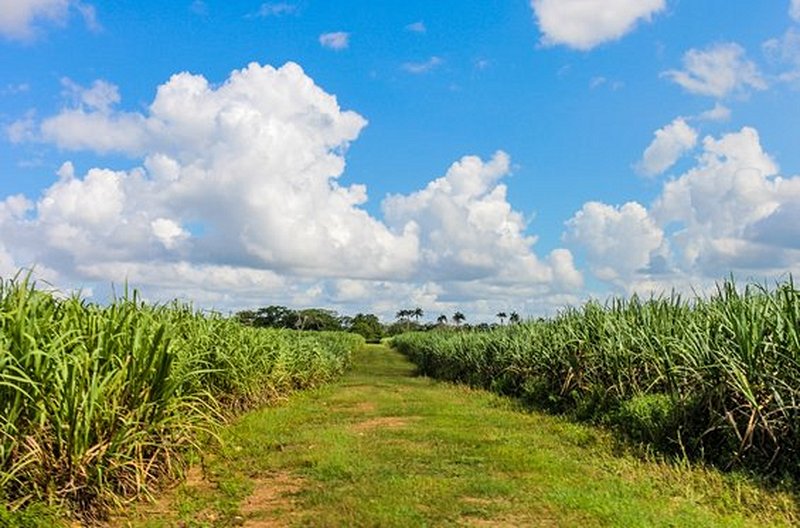 Visiter une fabrique locale de cigares et de rhum