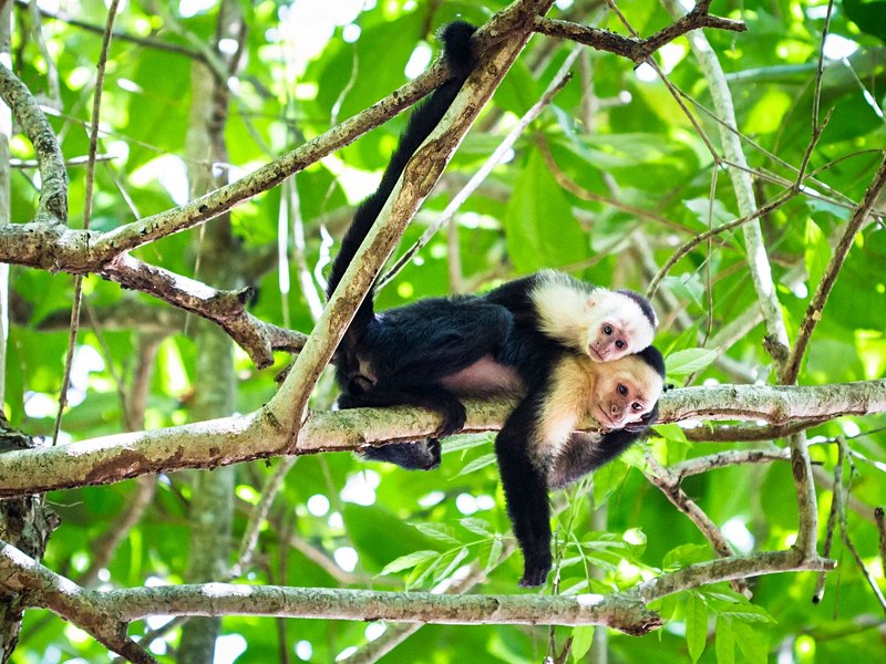 Le Parque Nacional Tortuguero