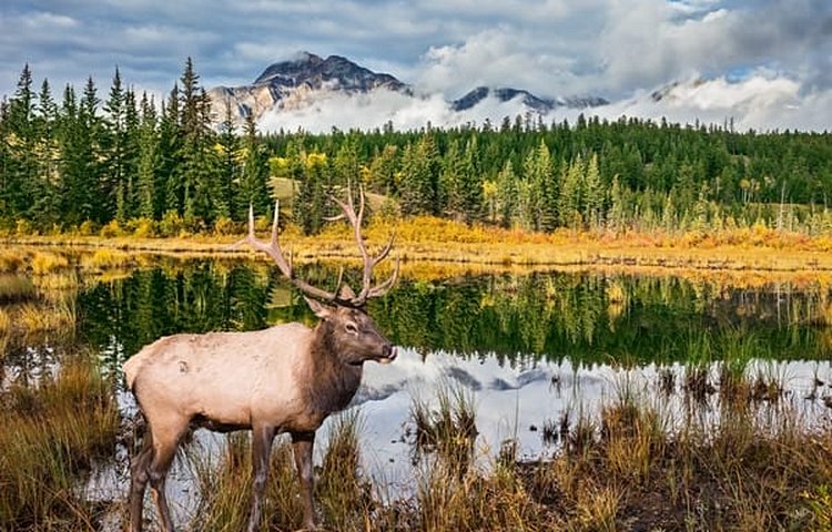 Parc national de Jasper dans les Rocheuses canadiennes