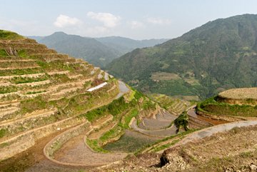 Les rizières du dos du dragon