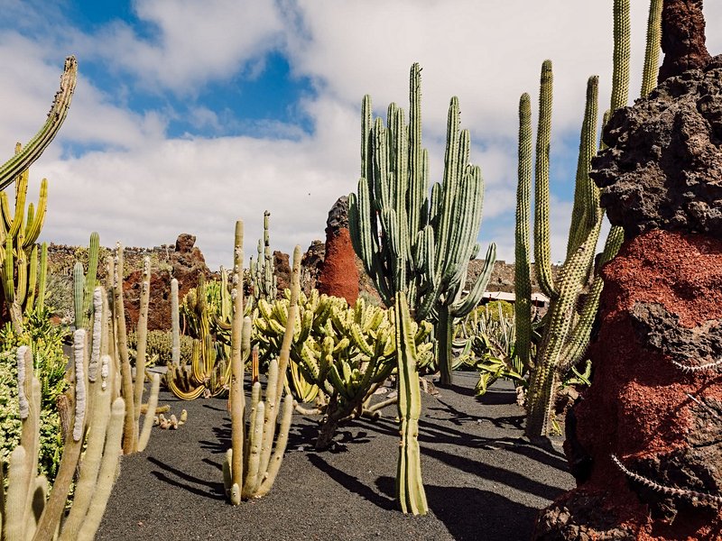 Jardin des Cactus