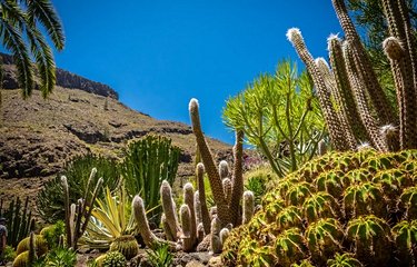 Balade dans le jardin botanique au milieu des cactus, bambous, nénuphars, palmiers et d'une multitude d'autres espèces de plantes.