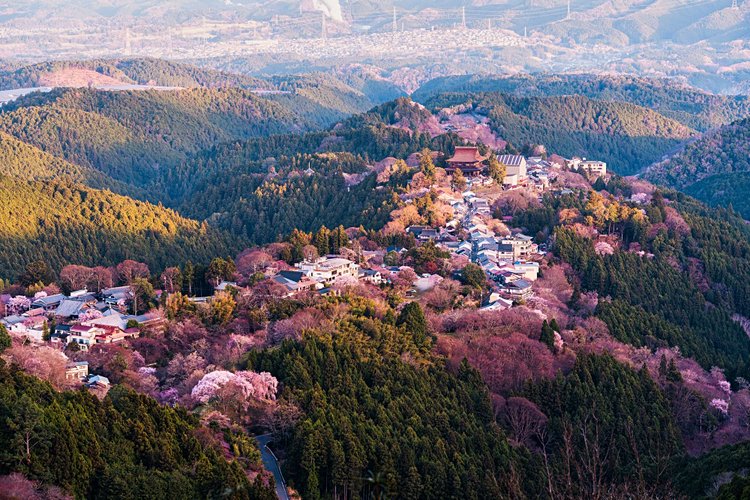 Sakura - Japon 3