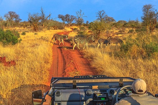 Réserve naturelle de Madikwe