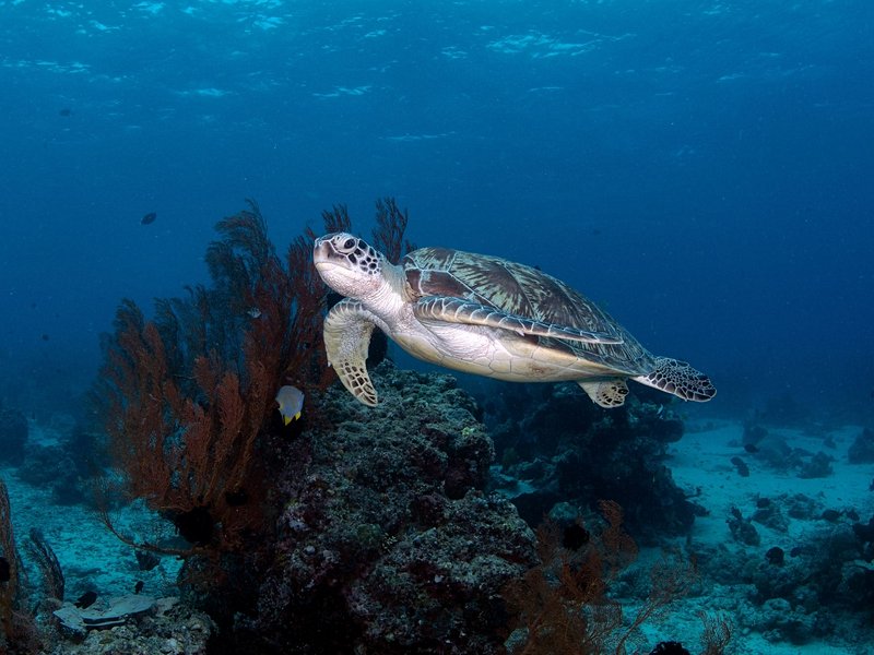 Menjangan Island