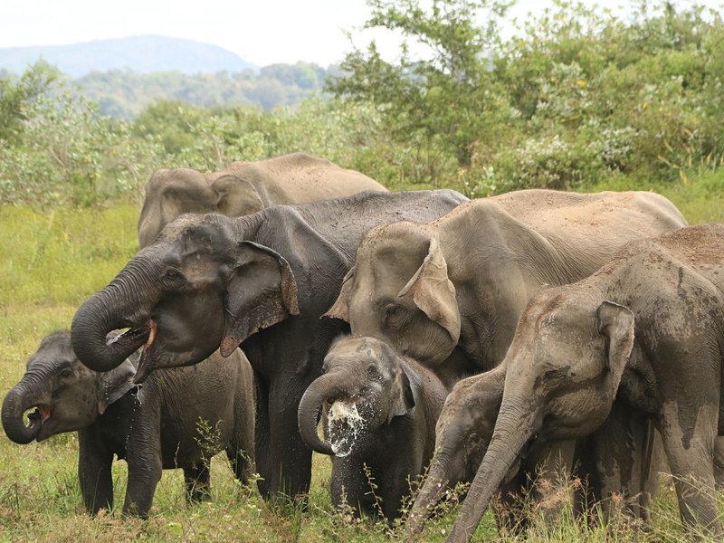 Le parc national de Maduru Oya