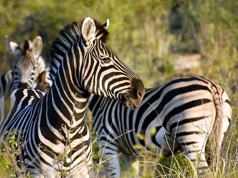 Madikwe