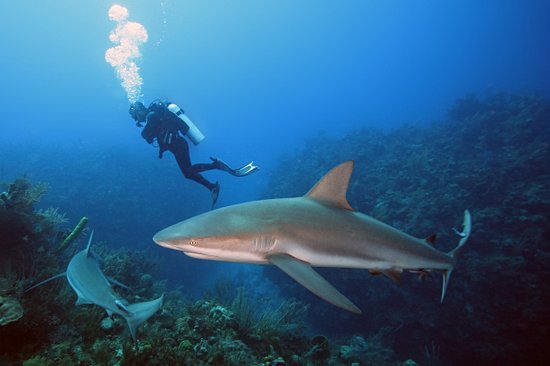 Plonger avec des requins dans une réserve marine préservée