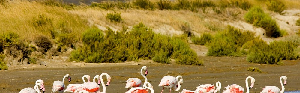 Aigues-Mortes et la Camargue gardoise