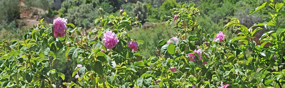 Vallée des Roses