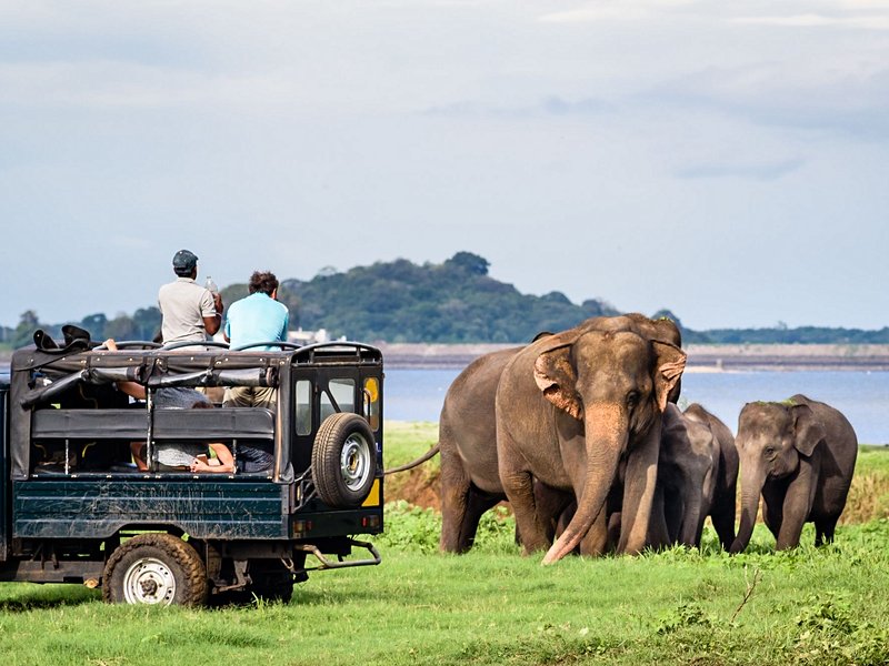 Parc national de Minneriya