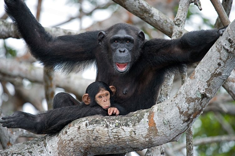 Le parc national de Conkouati Douli