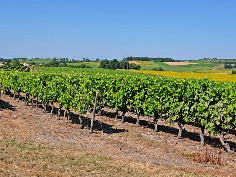 Le vignoble de Cognac