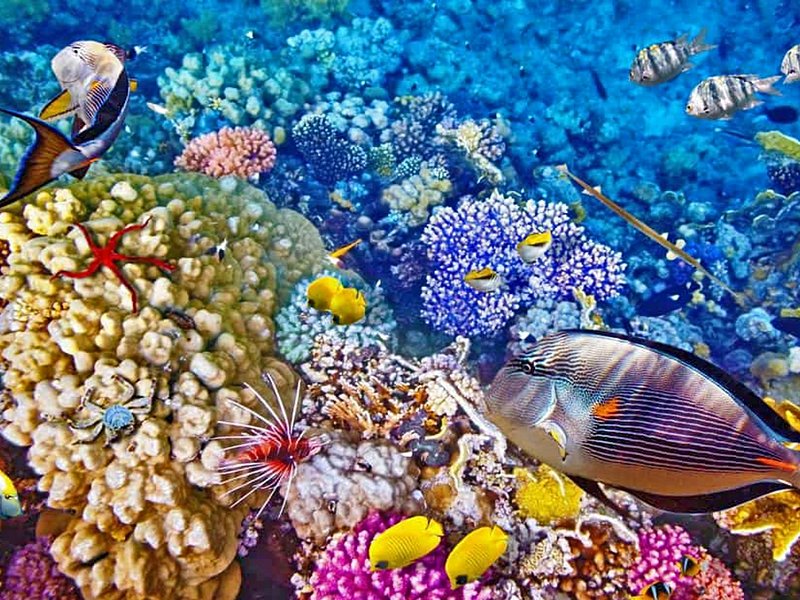 Bunaken