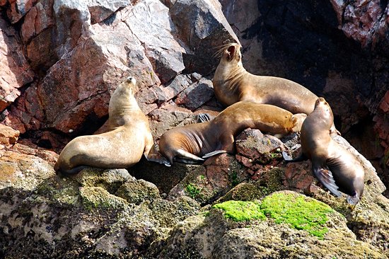 Islas Ballestas