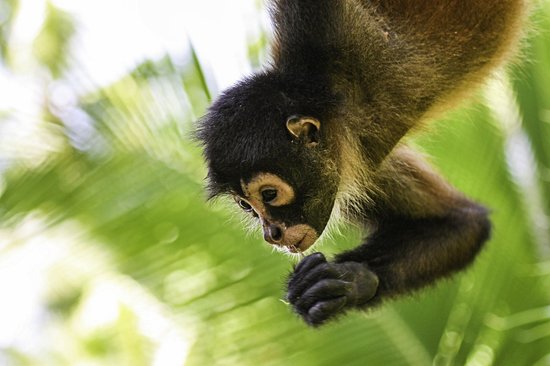 Parc national Corcovado