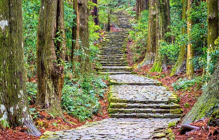 La forêt de Kumano 