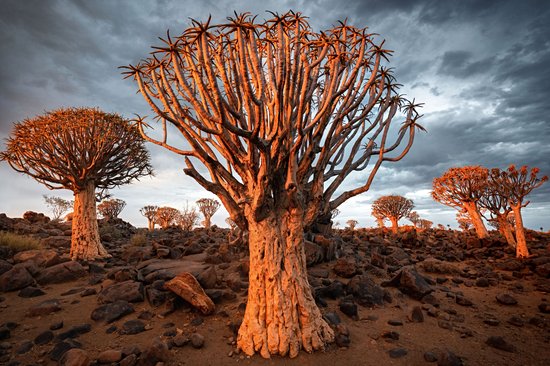 Forêt Quiver Tree