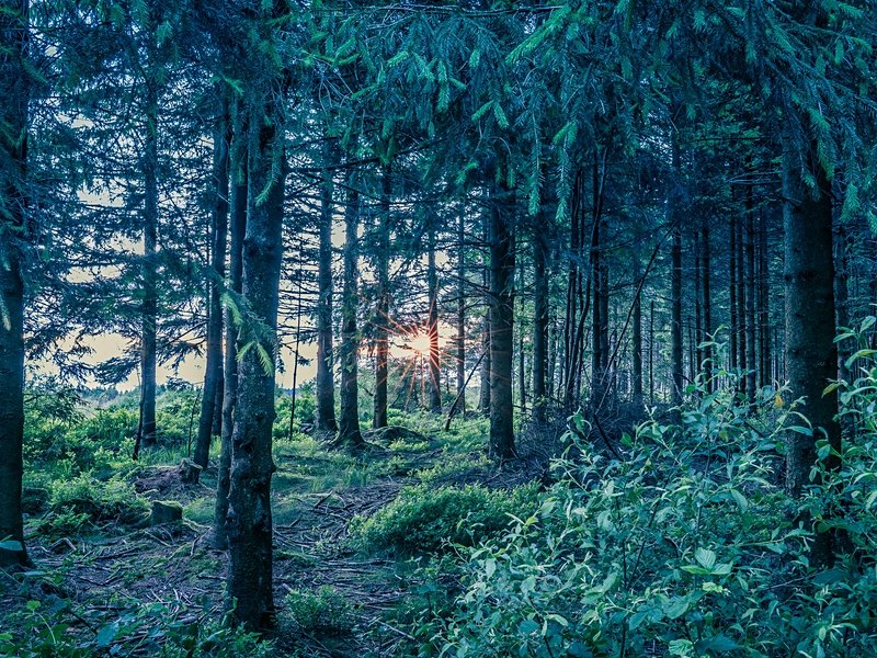 Les Hautes Fagnes