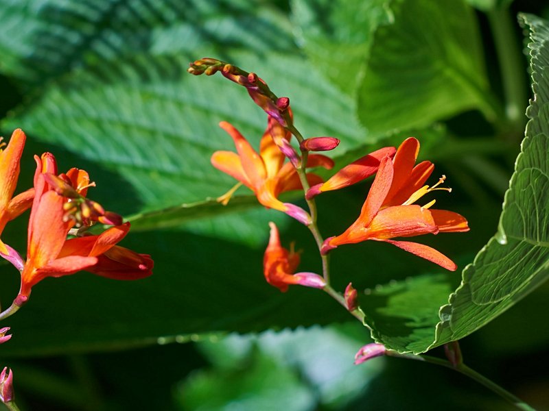 Jardim botanico do Faial