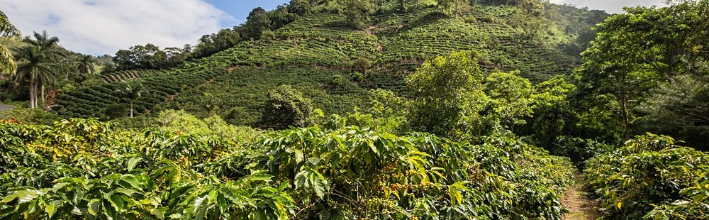 Visiter une Finca de café costaricien
