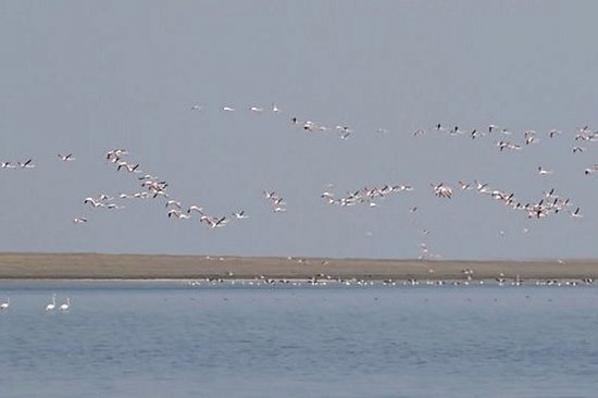 Observer les oiseaux
