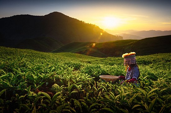 Les Cameron Highlands