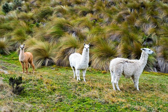 Parc national Cajas