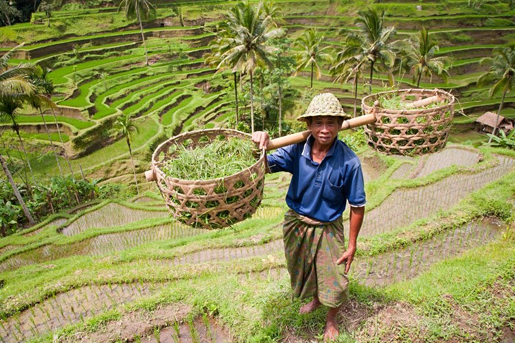 Les rizières d'Ubud 2