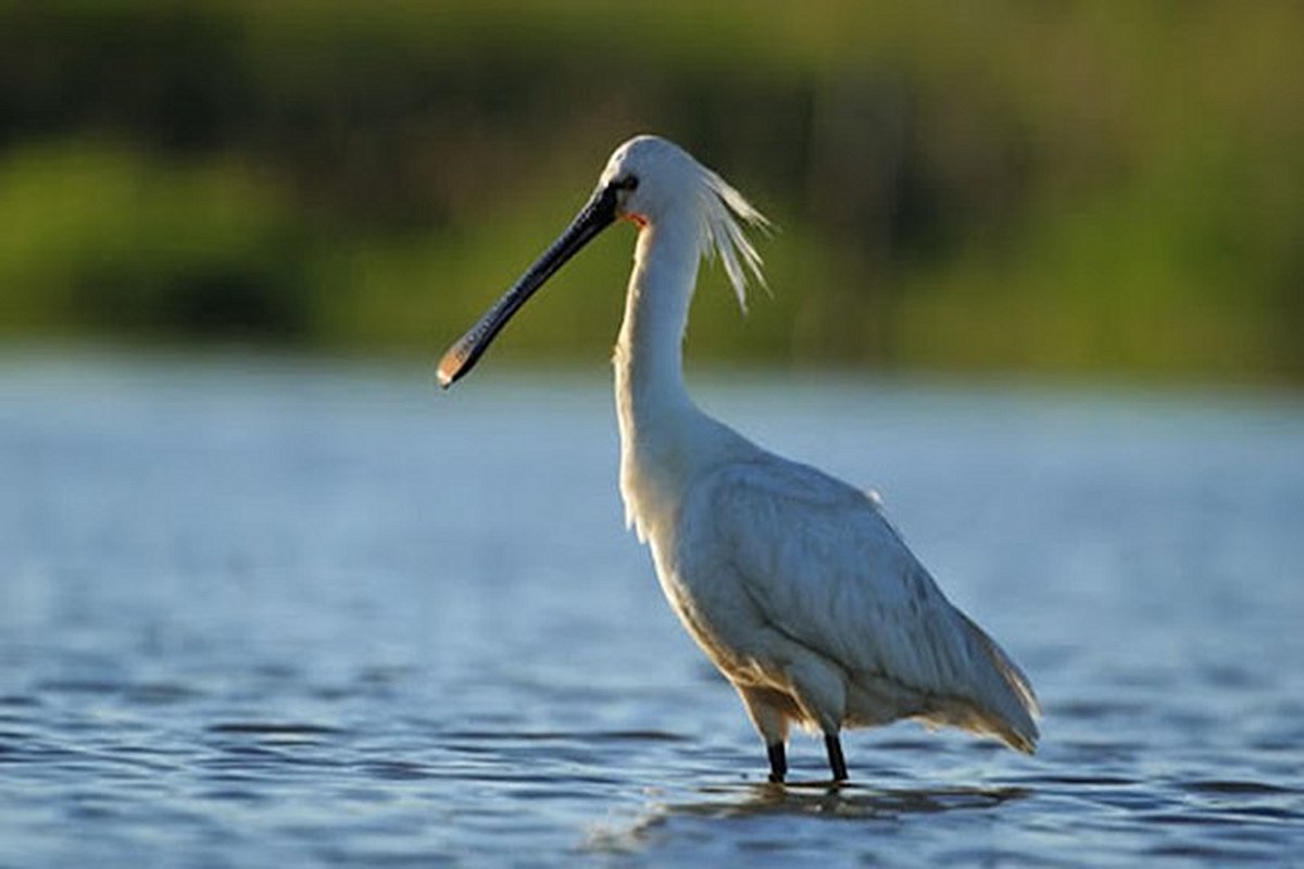 Observer les oiseaux au lac de Grand-Lieu 