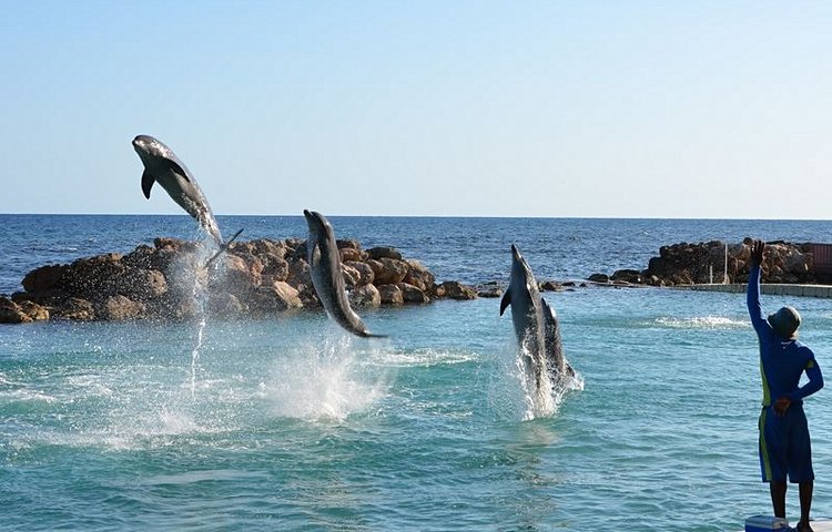Dolphin Cove
