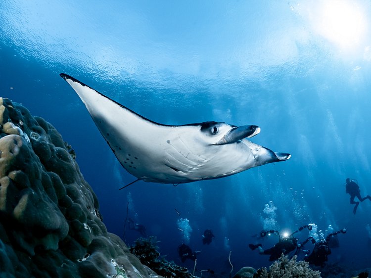 Les récifs de Tubbataha aux Philippines