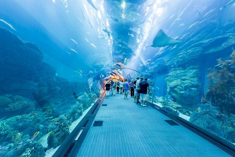L'Aquarium et l'Underwater Zoo