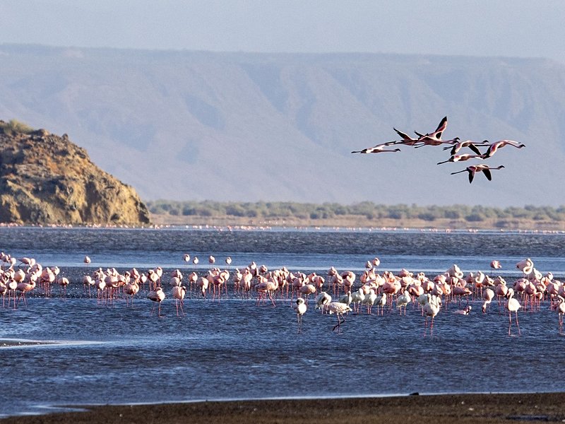 Observer les flamants roses