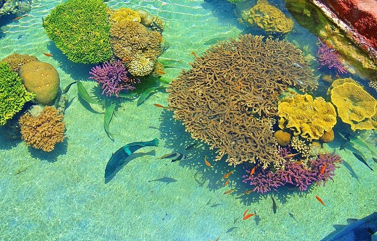 Coraux marins d'Eilat 