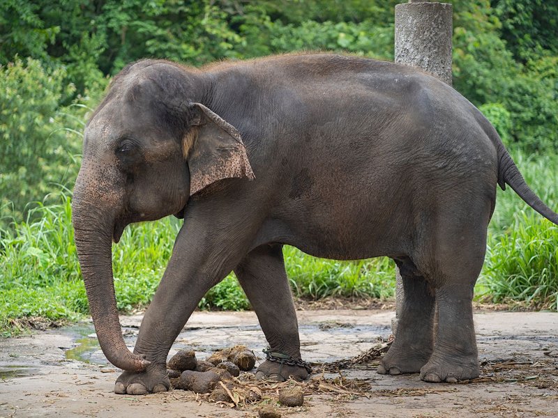 Le camp des éléphants de Mae Sa