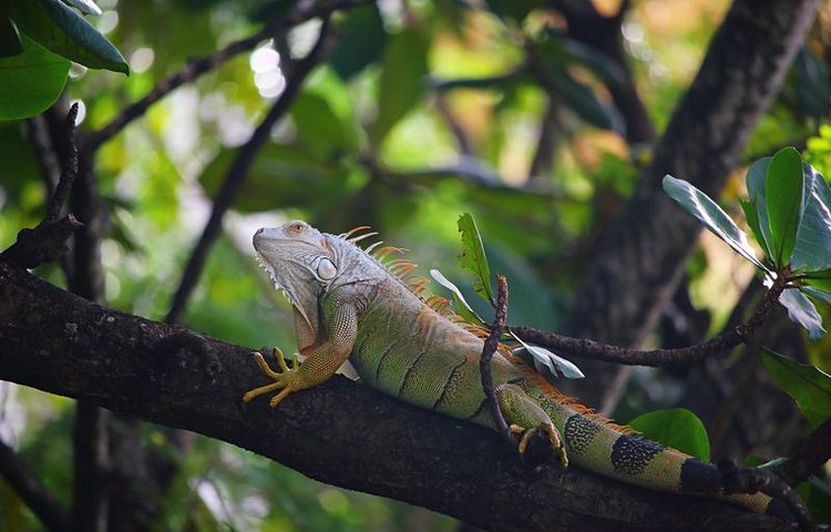 Iguane sur l'île Chancel 