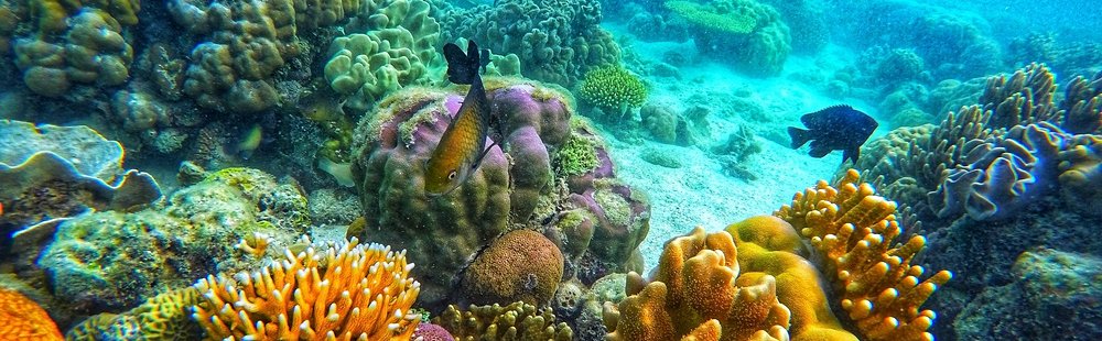 Faire du snorkeling à Siete Pecados